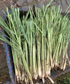 3 Live Lemongrass Plants, 4-6 Inches Tall - Fragrant Herb for Containers & Gardens - Image 6