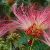 3 Mimosa Trees Live Plants - 6-10" Tall - 3.5" Pots - Pink Persian Silk Tree - Image 1