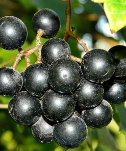 3 Muscadine Grape Vines - 6-12