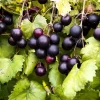 3 Muscadine Grape Vines - 6-12" Tall Live Plants | Sweet Fruit Climbing Vine - Image 1
