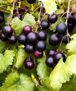3 Muscadine Grape Vines - 6-12" Tall Live Plants | Sweet Fruit Climbing Vine - Image 1