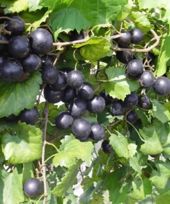 3 Muscadine Live Grape Vine Plants - Triumph, Nesbitt, Cowart Varieties - Outdoor Fruit Vines - Image 1
