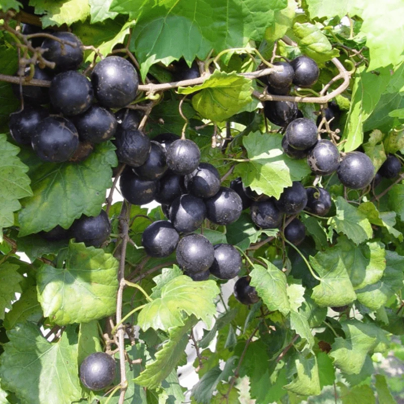3 Muscadine Live Grape Vine Plants - Triumph, Nesbitt, Cowart Varieties - Outdoor Fruit Vines - Image 1