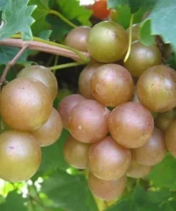 3 Muscadine Live Grape Vine Plants - Triumph, Nesbitt, Cowart Varieties - Outdoor Fruit Vines - Image 2