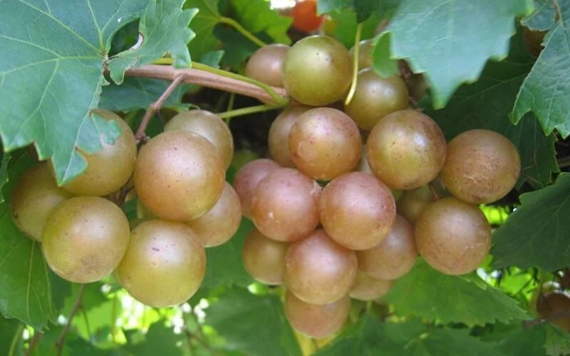 3 Muscadine Live Grape Vine Plants - Triumph, Nesbitt, Cowart Varieties - Outdoor Fruit Vines - Image 2