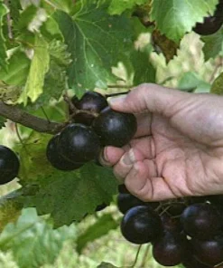 3 Muscadine Live Grape Vine Plants - Triumph, Nesbitt, Cowart Varieties - Outdoor Fruit Vines - Image 3
