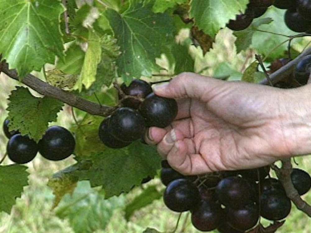 3 Muscadine Live Grape Vine Plants - Triumph, Nesbitt, Cowart Varieties - Outdoor Fruit Vines - Image 3