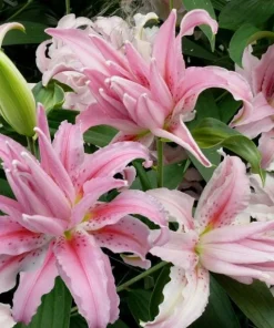 3 Oriental Double Lilies Bulbs - Fragrant, Pollen-Free Flowers for Garden - Image 2