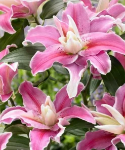 3 Oriental Double Lilies Bulbs - Fragrant, Pollen-Free Flowers for Garden - Image 3