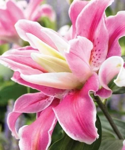 3 Oriental Double Lilies Bulbs - Fragrant, Pollen-Free Flowers for Garden - Image 4