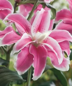 3 Oriental Double Lilies Bulbs - Fragrant, Pollen-Free Flowers for Garden - Image 5