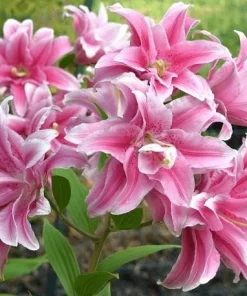 3 Oriental Double Lilies Bulbs - Fragrant, Pollen-Free Flowers for Garden - Image 6