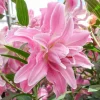 3 Oriental Double Lilies Bulbs - Fragrant, Pollen-Free Flowers for Garden - Image 1