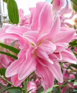 3 Oriental Double Lilies Bulbs - Fragrant, Pollen-Free Flowers for Garden - Image 1