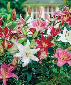 3 Oriental Lily Live Flower Bulbs - Multicolor Fragrant Perennial Mix Outdoor - Image 2