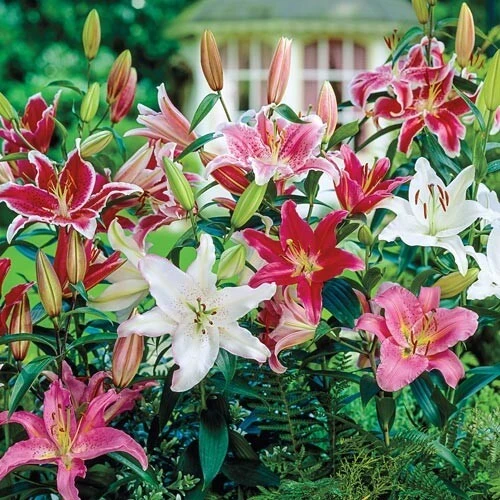 3 Oriental Lily Live Flower Bulbs - Multicolor Fragrant Perennial Mix Outdoor - Image 2