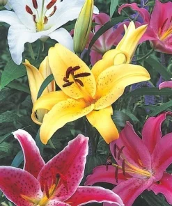 3 Oriental Lily Live Flower Bulbs - Multicolor Fragrant Perennial Mix Outdoor - Image 3