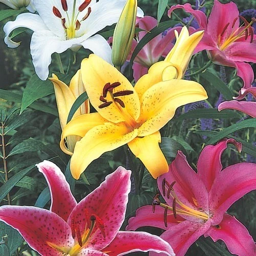 3 Oriental Lily Live Flower Bulbs - Multicolor Fragrant Perennial Mix Outdoor - Image 3