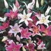 3 Oriental Lily Live Flower Bulbs - Multicolor Fragrant Perennial Mix Outdoor - Image 1