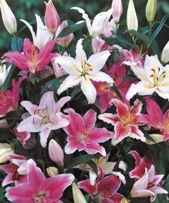 3 Oriental Lily Live Flower Bulbs - Multicolor Fragrant Perennial Mix Outdoor - Image 1