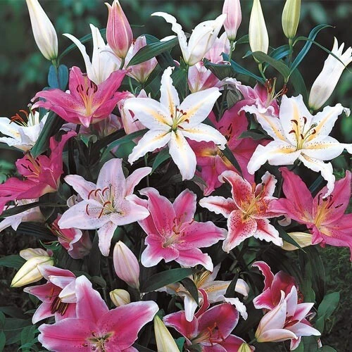 3 Oriental Lily Live Flower Bulbs - Multicolor Fragrant Perennial Mix Outdoor - Image 1