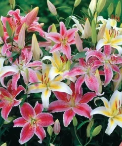 3 Oriental Lily Live Flower Bulbs - Multicolor Fragrant Perennial Mix Outdoor - Image 4