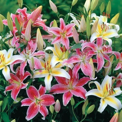 3 Oriental Lily Live Flower Bulbs - Multicolor Fragrant Perennial Mix Outdoor - Image 4