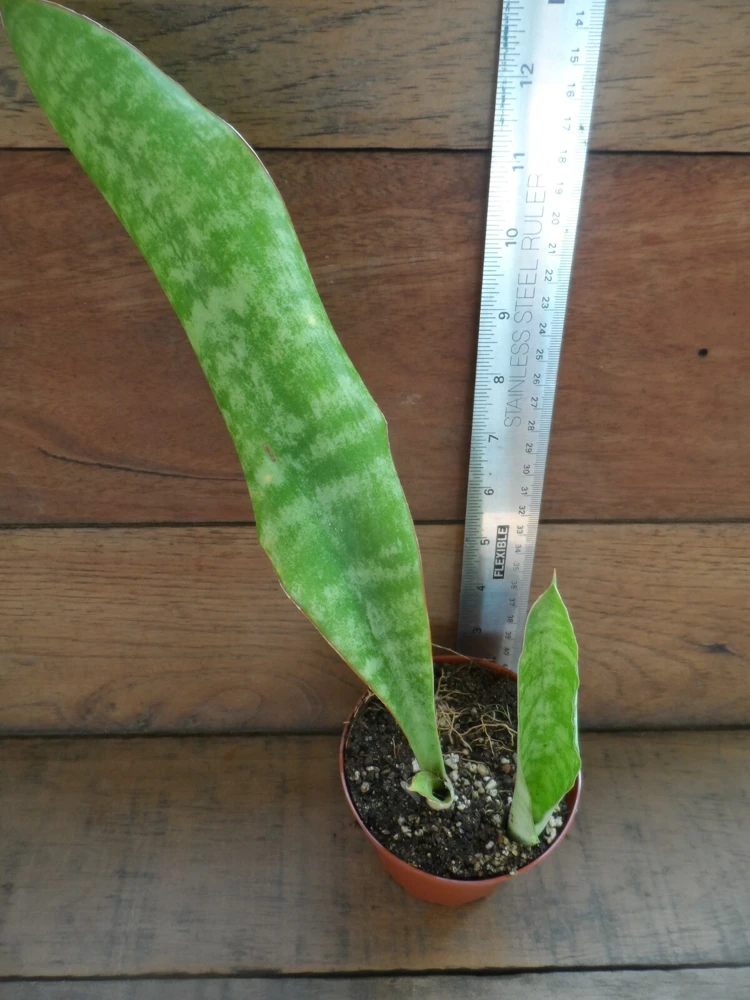 3 Pack Air Purifying House Plants Live – Arrowhead, Spider, Snake Plant - Image 2