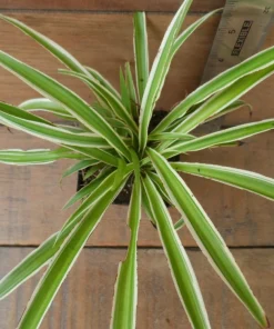 3 Pack Air Purifying House Plants Live – Arrowhead, Spider, Snake Plant - Image 3