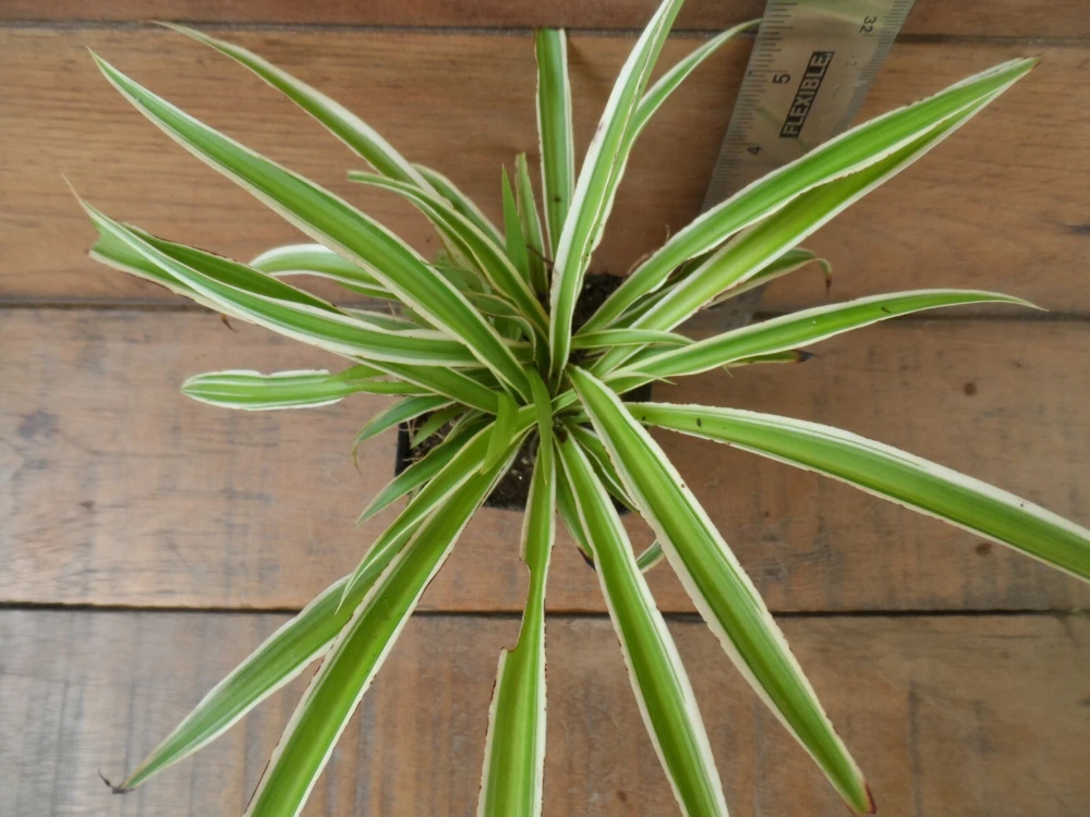 3 Pack Air Purifying House Plants Live – Arrowhead, Spider, Snake Plant - Image 3