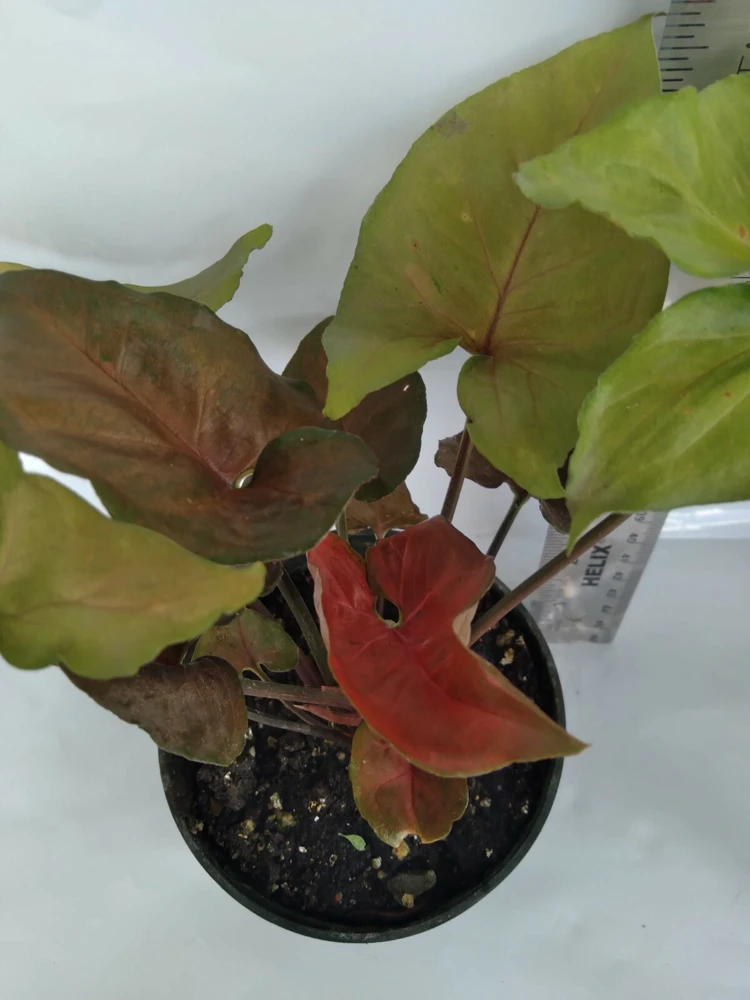 3 Pack Air Purifying House Plants Live – Arrowhead, Spider, Snake Plant - Image 4