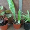 3 Pack Air Purifying House Plants Live – Arrowhead, Spider, Snake Plant - Image 1
