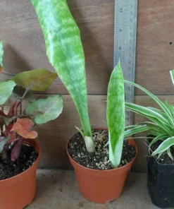 3 Pack Air Purifying House Plants Live – Arrowhead, Spider, Snake Plant - Image 1