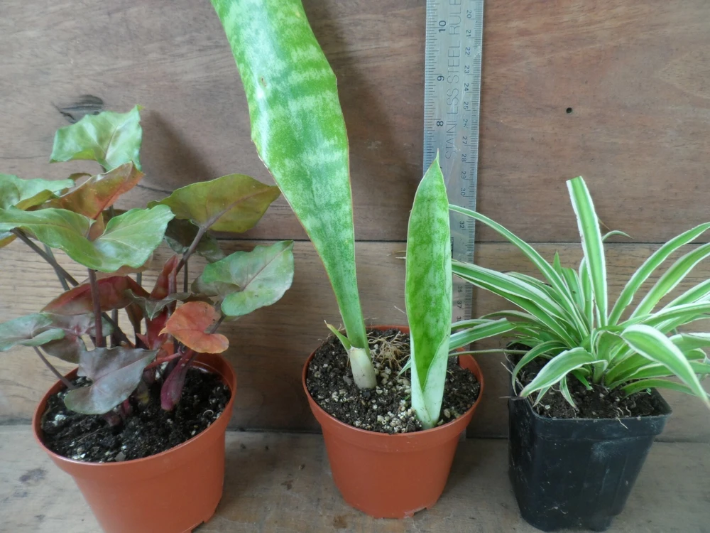 3 Pack Air Purifying House Plants Live – Arrowhead, Spider, Snake Plant - Image 1