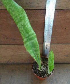 3 Pack Air Purifying House Plants Live - Swiss Cheese, Bromeliad, Snake Plant - Image 2