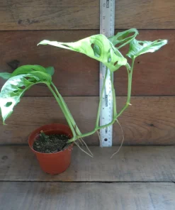 3 Pack Air Purifying House Plants Live - Swiss Cheese, Bromeliad, Snake Plant - Image 4