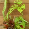 3 Pack Air Purifying House Plants Live - Swiss Cheese, Bromeliad, Snake Plant - Image 1