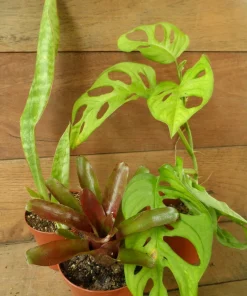 3 Pack Air Purifying House Plants Live - Swiss Cheese, Bromeliad, Snake Plant - Image 1