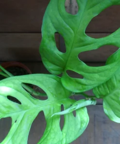 3 Pack Air Purifying House Plants Live - Swiss Cheese, Bromeliad, Snake Plant - Image 5