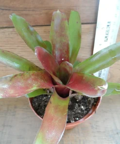 3 Pack Air Purifying House Plants Live - Swiss Cheese, Bromeliad, Snake Plant - Image 6