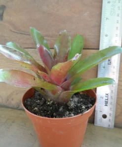3 Pack Air Purifying House Plants Live - Swiss Cheese, Bromeliad, Snake Plant - Image 7