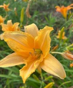 3 Pack Apricot Daylily Bulbs - Reblooming Hemerocallis Hardy Perennial - Image 6