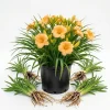 3 Pack Apricot Daylily Bulbs - Reblooming Hemerocallis Hardy Perennial - Image 1