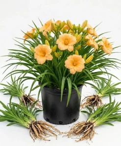 3 Pack Apricot Daylily Bulbs - Reblooming Hemerocallis Hardy Perennial - Image 1