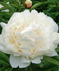 3-Pack Double Peony 'Bowl of Cream' Live Perennial Bare Root Plant - White Flower - Image 2