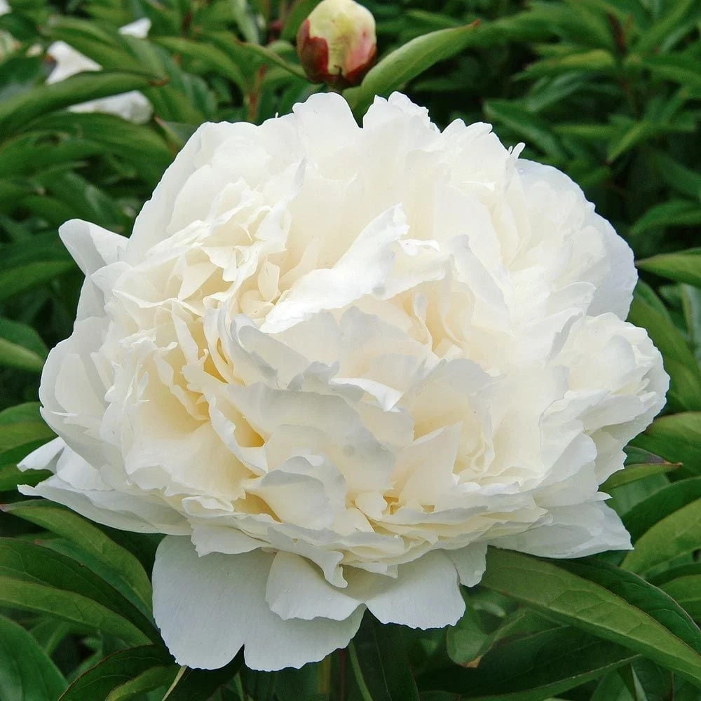 3-Pack Double Peony 'Bowl of Cream' Live Perennial Bare Root Plant - White Flower - Image 2