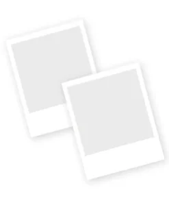3-Pack Double Peony 'Bowl of Cream' Live Perennial Bare Root Plant - White Flower - Image 3