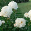 3-Pack Double Peony 'Bowl of Cream' Live Perennial Bare Root Plant - White Flower - Image 1