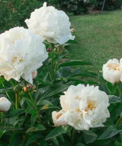 3-Pack Double Peony 'Bowl of Cream' Live Perennial Bare Root Plant - White Flower - Image 1