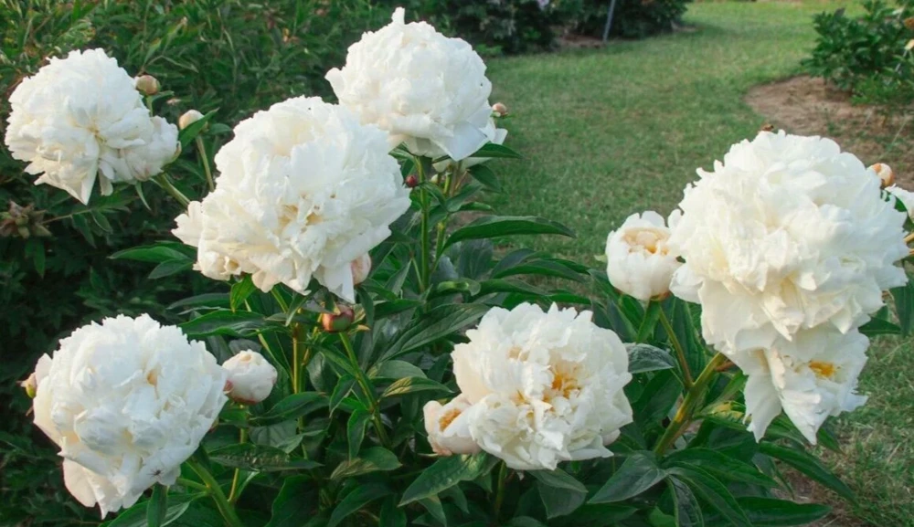 3-Pack Double Peony 'Bowl of Cream' Live Perennial Bare Root Plant - White Flower - Image 1